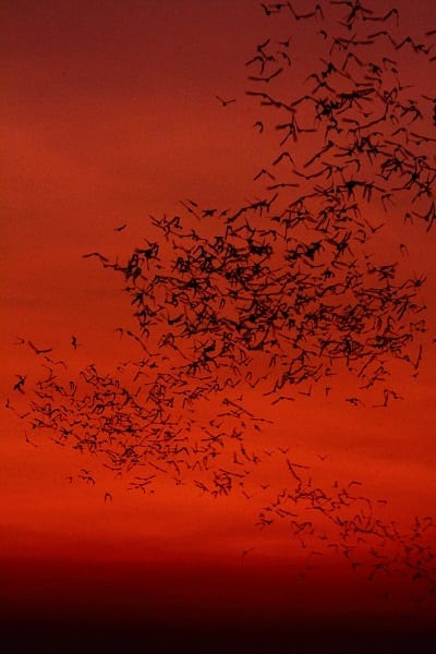 Émergence de chauves-souris au crépuscule à la spectaculaire pagode Shwedagon, Yangon