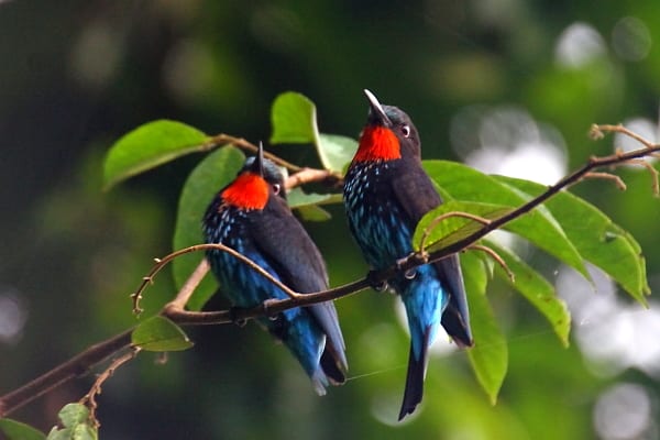 Bee-eater-Black-Mpivie-Channel-Loango-NP-Gabon-AR-008-fixed-1