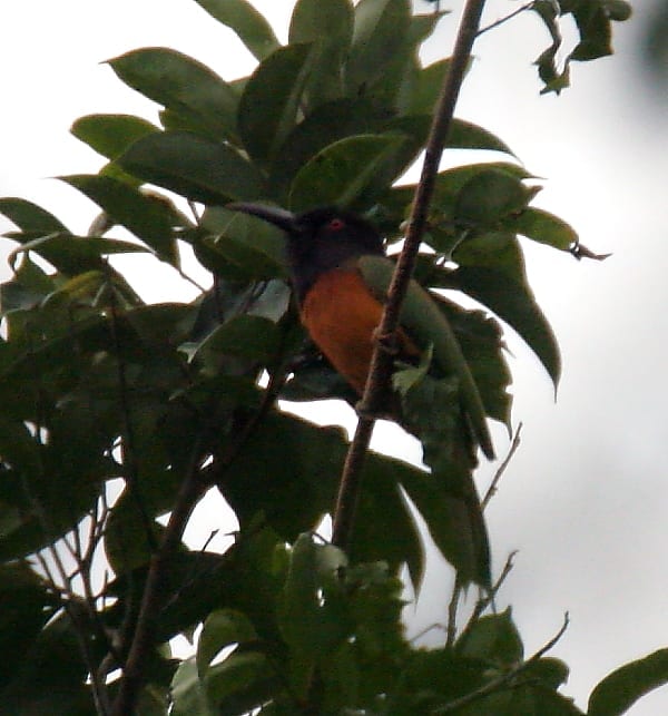 Abejaruco-Cabeza Negra-Akaka-Loango-NP-Gabón-AR1