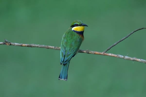 Bijeneter-Blue-breasted-Lope-Gabon-AR-009-1