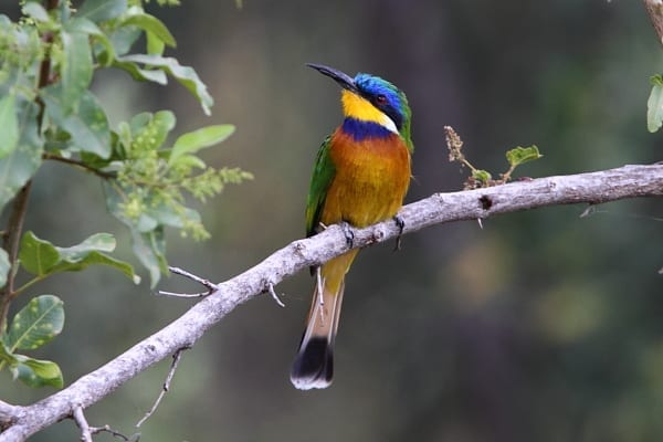 Bee-eater-Blue-breasted-Nakuta-Laab-Cave-Church-Ethiopia-AR-2-1