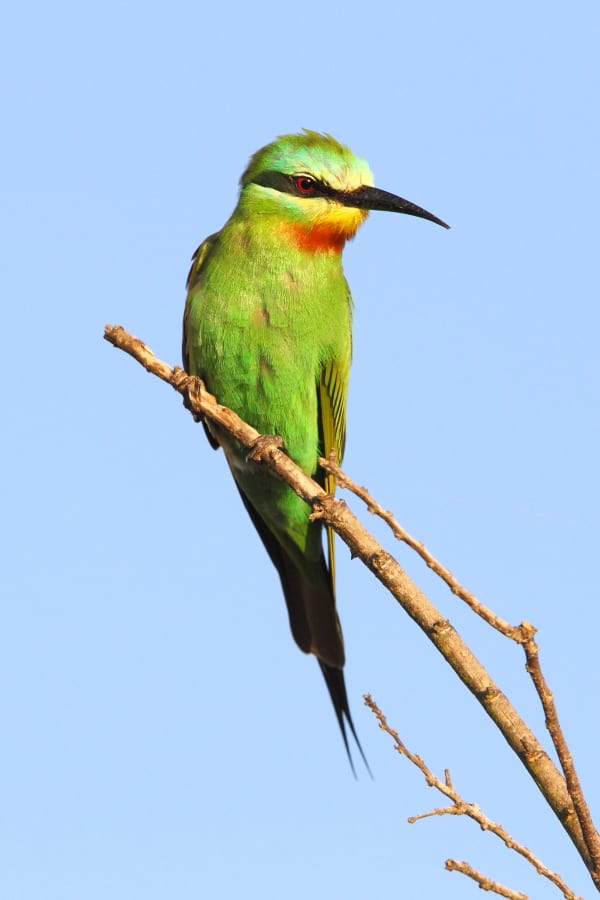 Bee-eater-Blue-cheeked-Makakatana-SA-AR