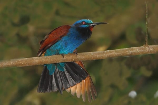 Guêpier-à tête bleue-Atewa-Ghana-AR