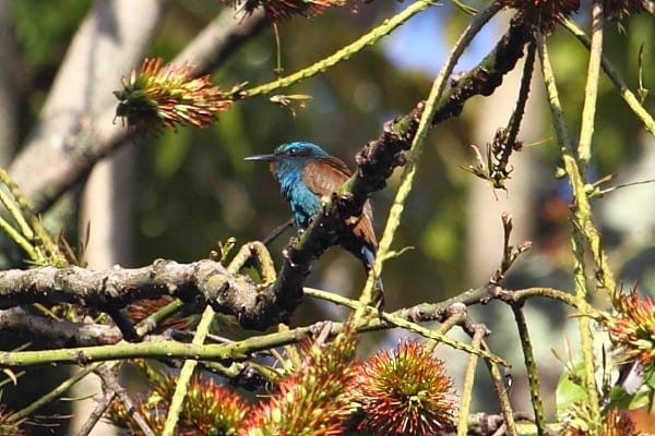 Guêpier-à tête bleue-Kakamega-Kenya-AR-1-1