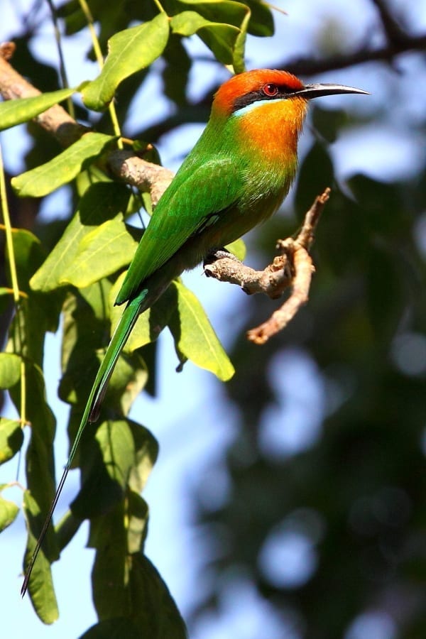 Bee-eater-Bohms-Selous-Tanz-AR-5-port-fixed