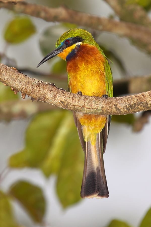 Bee-eater-Cinnamon-chested-Kakamega-Forest-Kenya-AR-3-1