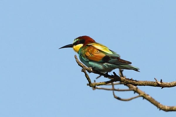 Bee-eater-European-Makakatana-SA-AR-006