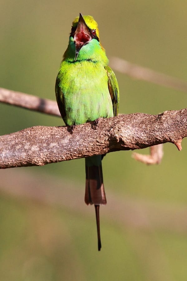 Guêpier-Vert-Yala-NP-Sri-Lanka-AR-18