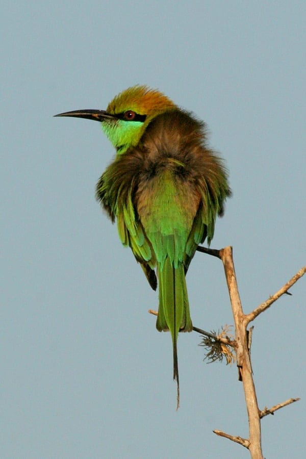 Bee-eater-Green-Yala-Sri-Lanka-AR-13