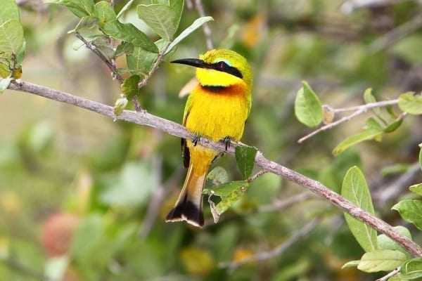 Bee-eater-Little-Selous-Tanz-AR-fixed-1