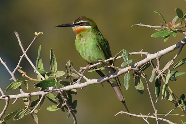 Bee-eater-Madagascar-Ifaty-Madagascar-AR-10