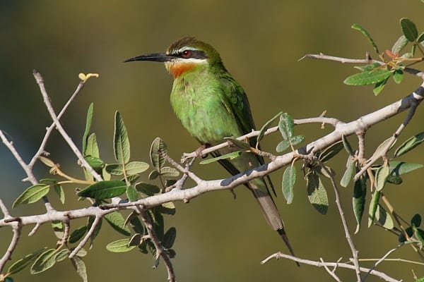 Abejaruco-Madagascar-Ifaty-Madagascar-AR-10