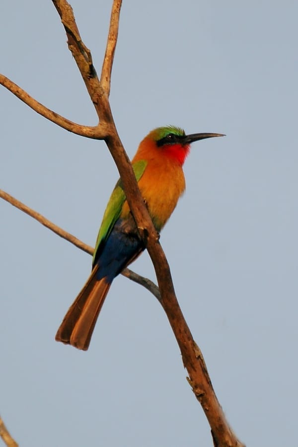 Bee-eater-Red-throated-Murchison-Falls-NP-Uganda-AR-7