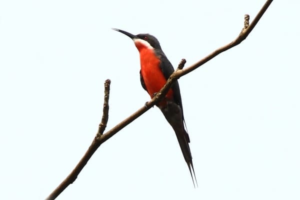 Bee-eater-Rosy-Abrafo-Ghana-AR-134-1