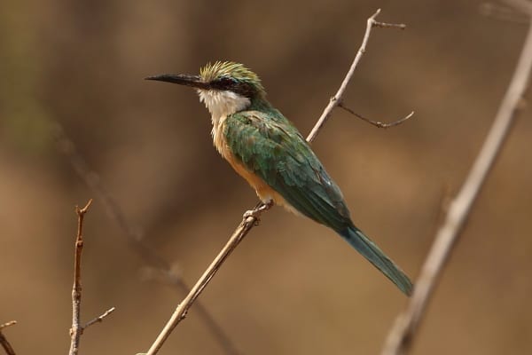 Bijeneter-Somalië-CR