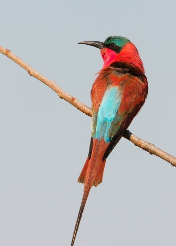 Bee-eater-Southern-Carmine-Kalizo-Namibia-AR-194