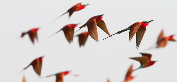 Bee-eater-Southern-Carmine-Kalizo-Namibia-AR-53