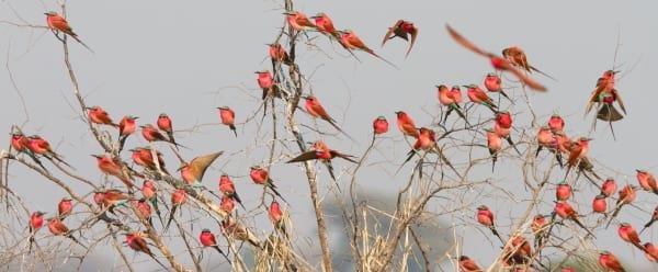 Bee-eater-Southern-Carmine-Kalizo-Namibia-AR-74-1