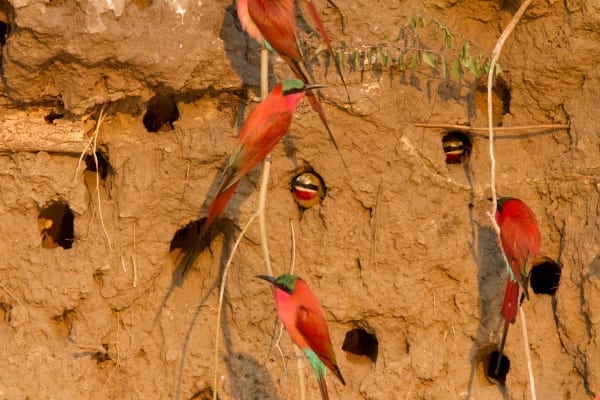 Bee-eater-Southern-Carmine-Shakawe-Botswana-AR-41