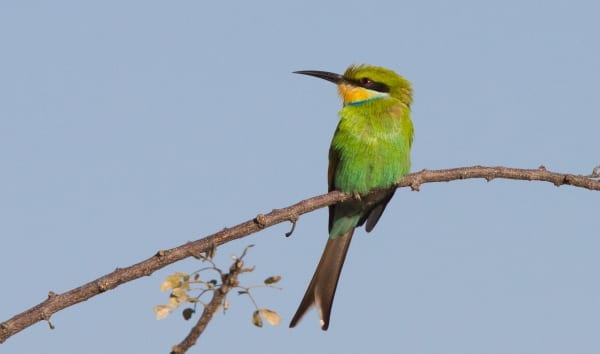 Guêpier-à queue-hirondelle-Erongo-Montagnes-Namibie-AR-18-1