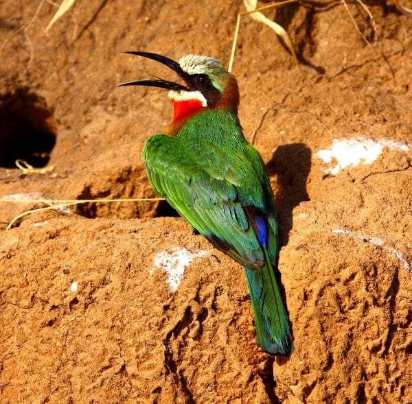 Biätare-Vit-fronted-Selous-Tanz-AR-76-fast