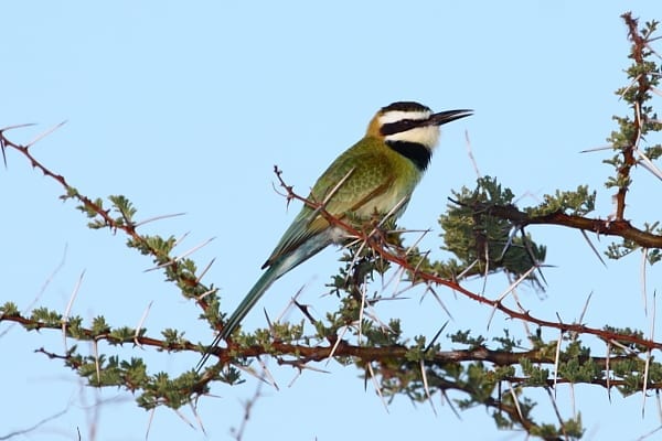 Bee-eater-White-throated-Buffalo-Springs-NP-Kenya-AR-11