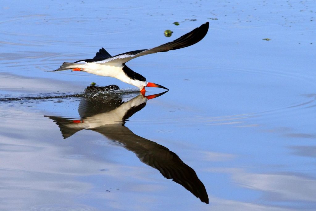 Skimmer negro de Markus Lilje