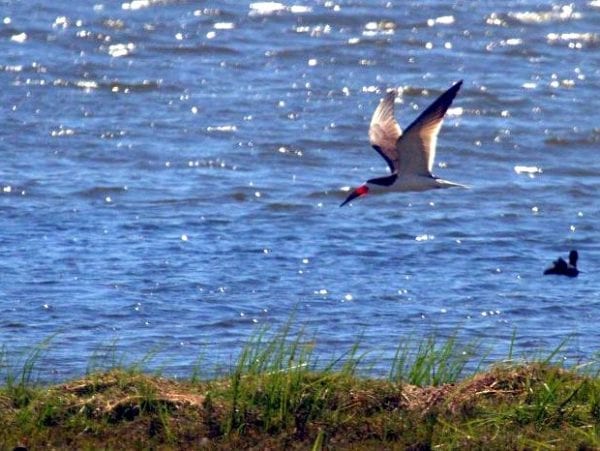 Black Skimmer: la emoción de la persecución