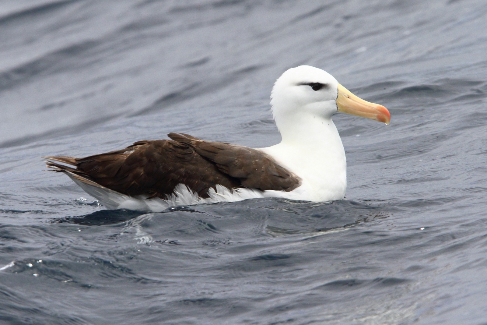 Zest for Birds Pelagische cruise