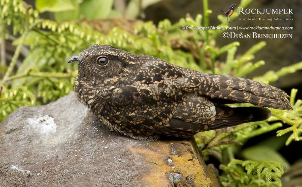 Blackish Nightjar - Dusan Brinkhuizen