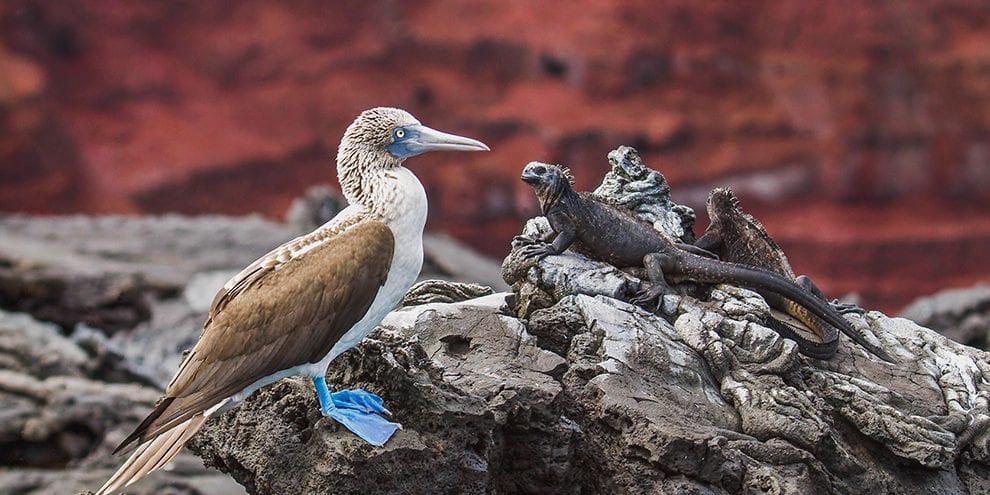 Rockjumper Retraces Darwin’s Footsteps, with Forrest Rowland at the Helm