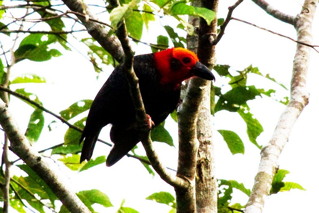 Bristlehead de Borneo por John Caddick