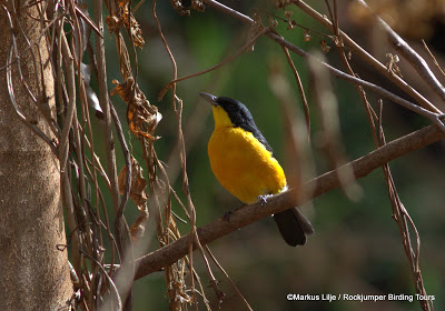 Observación de aves en Camerún por Keith Valentine y Markus Lilje