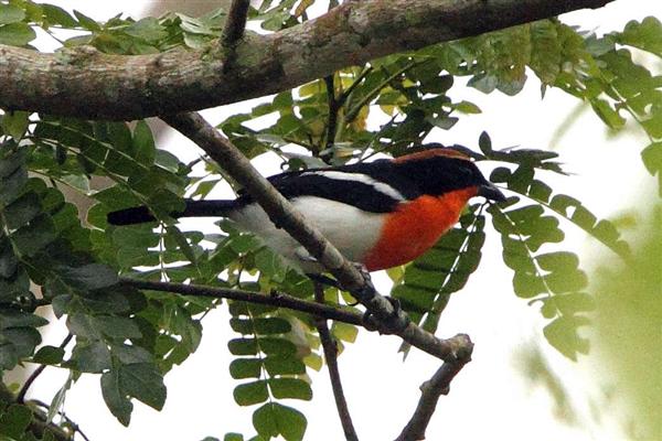 Braun&#39;s Bushshrike af Jonathan Rossouw