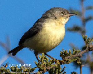 Burnt-necked Eremomela