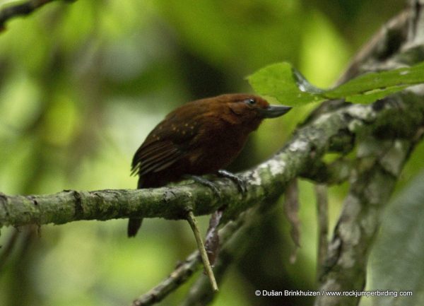 Bushbird à bec recourbé – Dušan Brinkhuizen