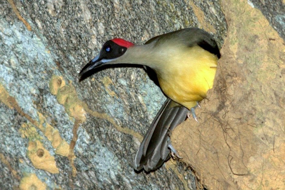 Turens højdepunkter – Cameroun