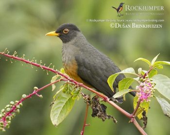 Chestnut-bellied Thrush