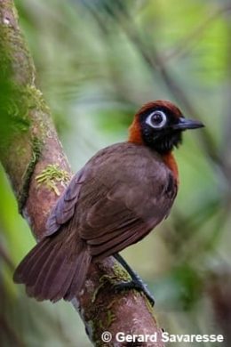 Chestnut-crested Antbird by Gerard Savaresse