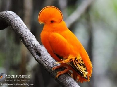 Gallito de las rocas de Guyana por Rich Lindie