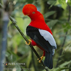 Cock of the rock - Andes