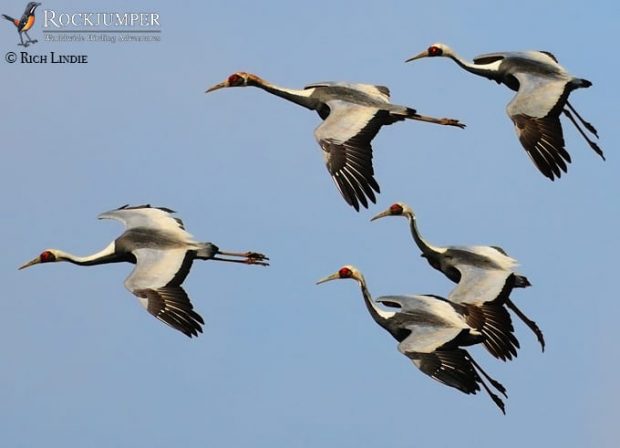 Witnekkraanvogels komen langs voor een landing.