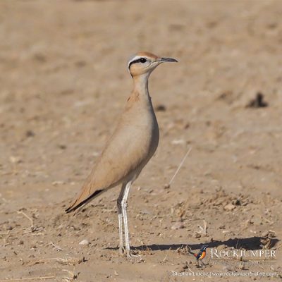 Crèmekleurige Courser van Stephan Lorenz