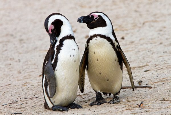 Creando una colonia de pingüinos