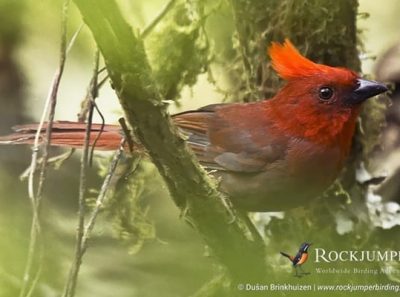 Crested Ant Tanager af Dušan Brinkhuizen