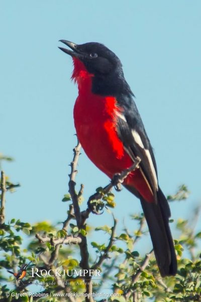 Crimson-breasted Shrike by Gareth Robbins