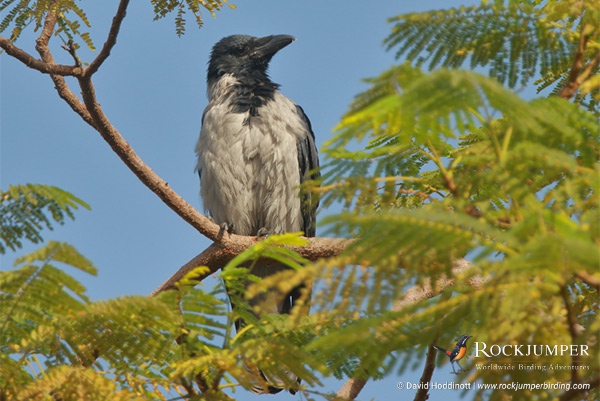 Egypte vogelreizen