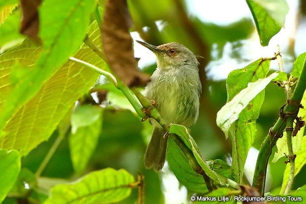 Long-billed Forest Warbler by Markus Lilje