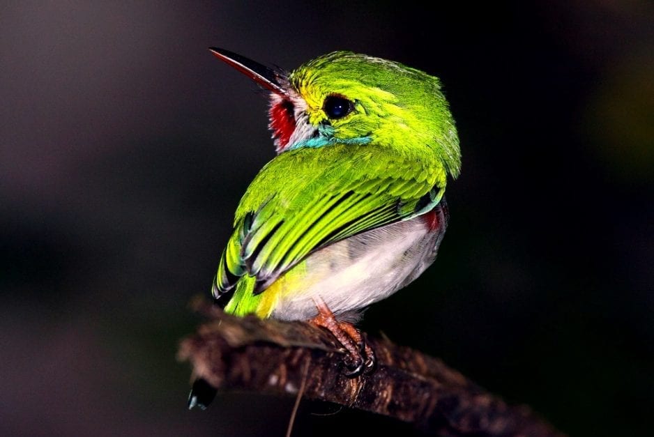 rockjumper birding tour cuba