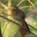 Lesser Ground Cuckoo by Adam Riley